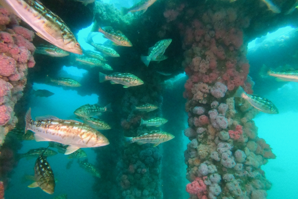 Kelp bass and sea anemones beneath platform Gina off the California coast